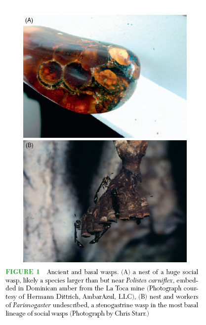 Wasp Nest – Honeycomb – Beehive in Dominican Amber - Encyclopedia-of-Insects