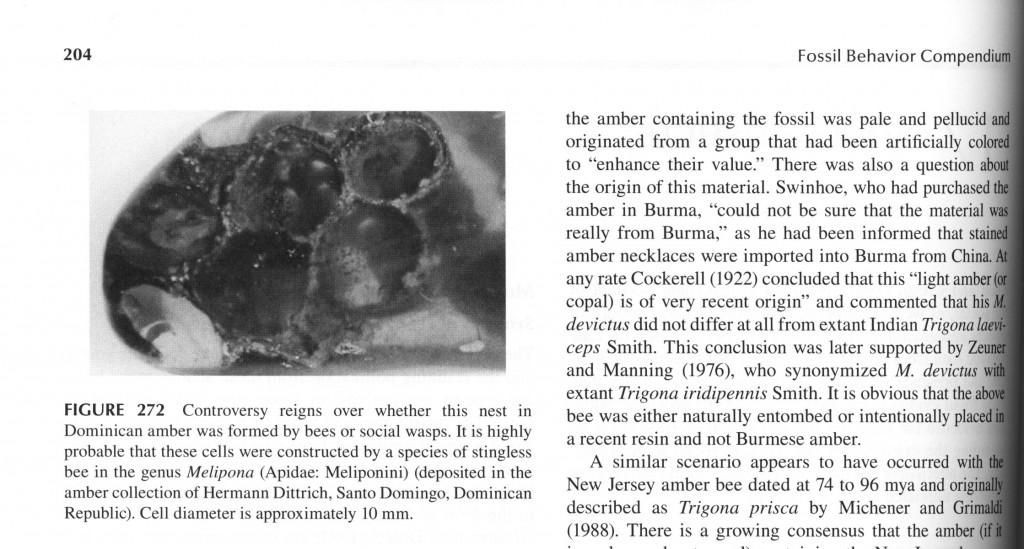 Wasp Nest – Honeycomb – Beehive in Dominican Amber Fossil Behavior Compendium