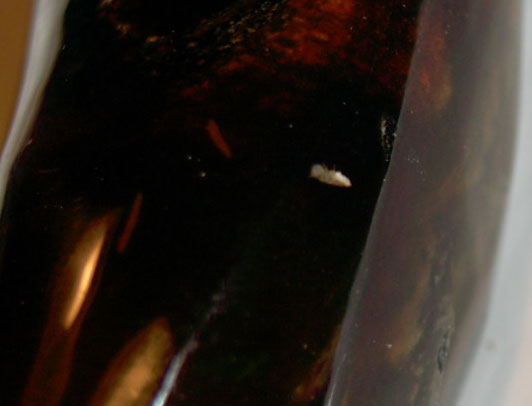 Wasp Nest – Honeycomb – Beehive in Dominican Amber Scavenger larva