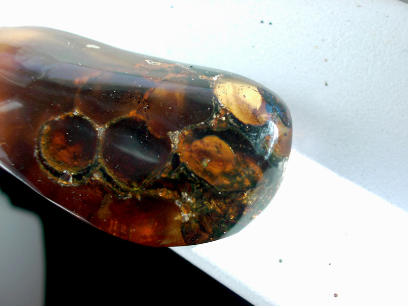 Honey Comb or Wasp Nest in Dominican Amber